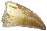 Bargain, Fossil Prognathodontid Mosasaur Tooth - Morocco #364133-1